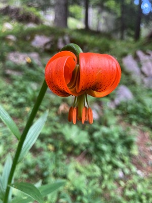  slika kranjske lilije